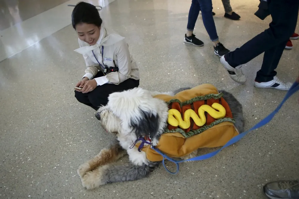 Airport Offers Dog Therapy to De-Stress Passengers