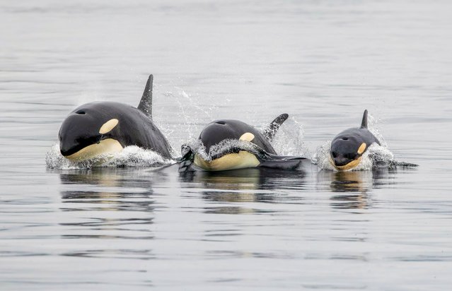 Three orcas breached side by side in perfect formation in front of Richard Lovelock, a photographer from Uttoxeter, Staffordshire, while he was whale watching at Alaska’s Icy Strait Point in the last decade of August 2025. (Photo by Richard Lovelock/Animal News Agency)