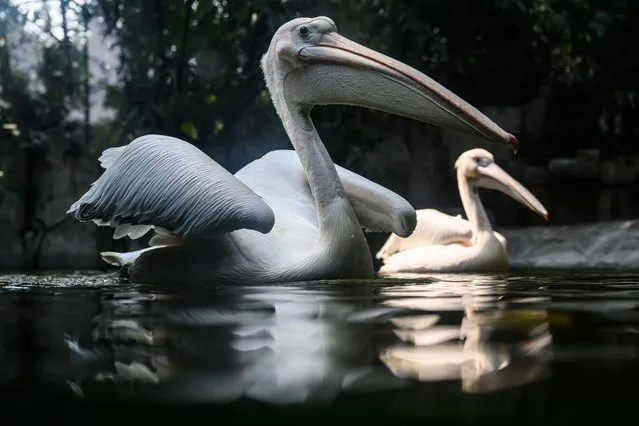 Pelecanus are seen during the World Wildlife Day in Wildlife breeding and protection base on March 3, 2023 in Guangzhou, Guangdong Province of China. (Photo by John Ricky/Anadolu Agency via Getty Images)