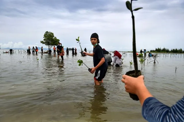 Students join environment activists in planting mangrove trees at a beach in Pekan Bada, Aceh province on November 28, 2020. (Photo by Chaideer Mahyuddin/AFP Photo)