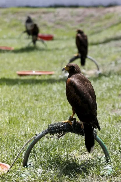 Harris hawks rest on their perches at the Mariscal Sucre Airport in Quito, Ecuador November 14, 2015. They are used to control fauna to avoid bird strikes during takeoffs and landings. (Photo by Guillermo Granja/Reuters)