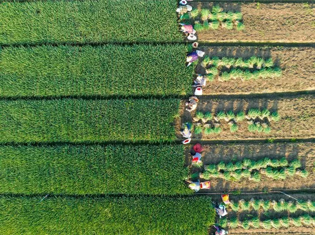 This aerial photo taken on April 9, 2023 shows farmers harvesting chive at a field in Taizhou, in China's eastern Zhejiang province. (Photo by AFP Photo/China Stringer Network)