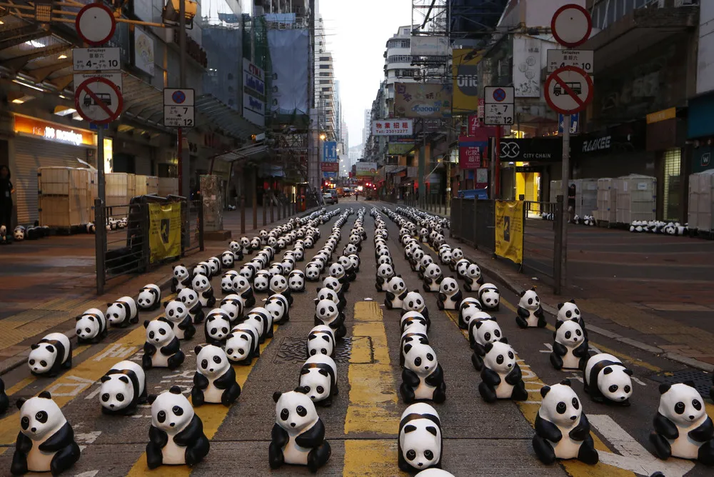 Paper Pandas on Display