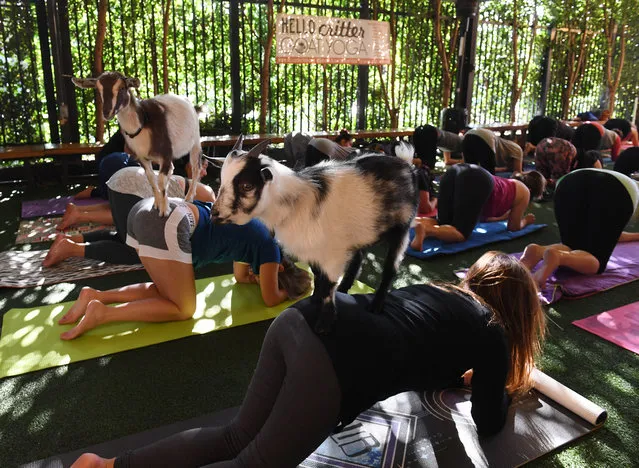 Yoga students take a class with Nigerian Dwarf goats held by the 'Hello Critter Goat Yoga' team at the Golden Road Pub in Los Angeles, California on May 7, 2018. The goat yoga fitness craze is sweeping the United States with classes now held in pubs, farms and halls across the country. (Photo by Mark Ralston/AFP Photo)