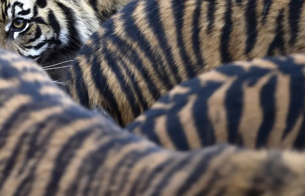 The London Zoo's Annual Stocktake of Animals