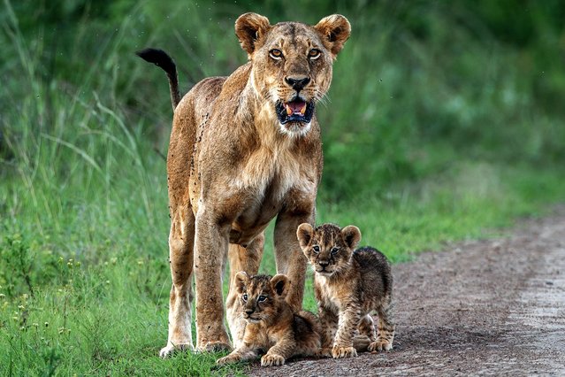 The lioness Zahara with her two cubs in Nairobi national park in Kenya in the second decade of November 2025. (Photo by Nicolas Urlacher/Naturagency/Solent News & Photo Agency)