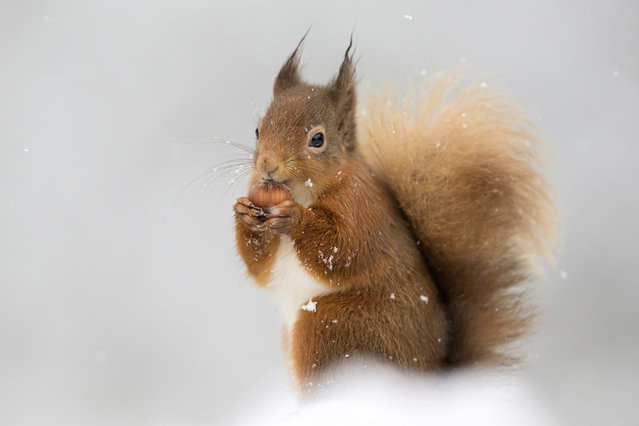 A red squirrel takes a break from frolicking in the snow in a Bedfordshire garden, UK to nibble on an acorn in the second decade of November 2025. (Photo by Mark Johnson/Two Point O Media)
