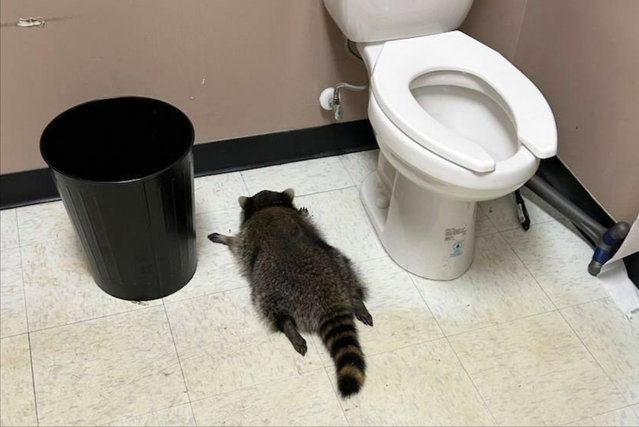 In more “raccoons are getting more like us” news, a drunk raccoon was found in a liquor store in Virginia, US in the first decade of December 2025. The animal had got into the shop via some loose ceiling tiles, knocked bottles of spirits off the shelves, lapped up the contents and passed out in the toilets. Once it had sobered up, it was released back into the wild – no doubt with a crashing hangover. (Photo by AP Photo)