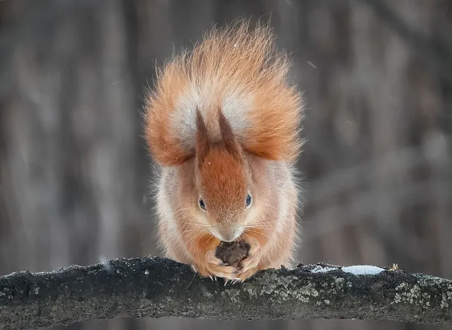 A squirrel eats a nut in a city park, with the air temperature at about minus 16 degrees Celsius (3.2 degrees Fahrenheit), in Kyiv, Ukraine on January 20, 2021. (Photo by Gleb Garanich/Reuters)