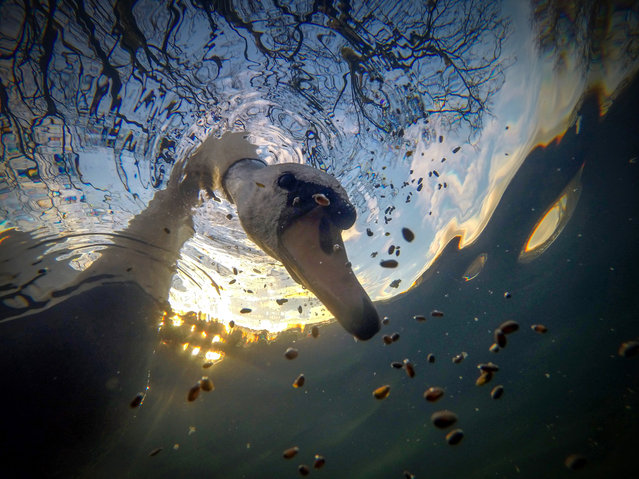 British waters compact category winner. Sunrise Mute Swan Feeding Underwater by Ian Wade (UK), taken in St Georges Park, Bristol. (Photo by Ian Wade/Underwater Photographer of the Year 2021)