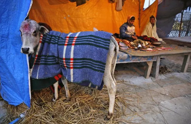 A cow stands covered in a woolen blanket to keep it warm at “Sangam”, the confluence of holy rivers of Ganges, Yamuna and the mythical Saraswati, during the annual traditional fair of Magh Mela in Allahabad, in the northern Indian state of Uttar Pradesh, India, Thursday, January 15, 2015. (Photo by Rajesh Kumar Singh/AP Photo)