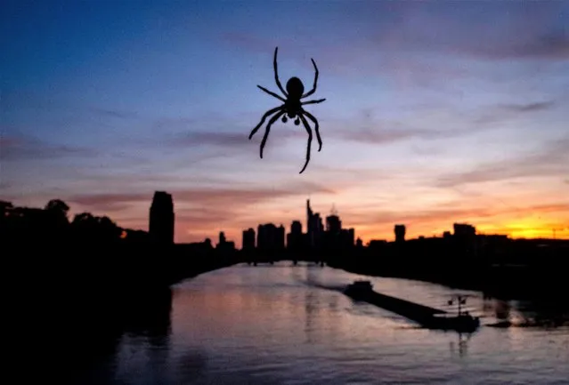 A spider dangles from the railing of a bridge over the river Main in Frankfurt, Germany, Wednesday, May 31, 2023. (Photo by Michael Probst/AP Photo)