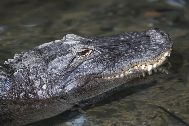 An alligator is pictured at the zoo in Los Angeles, California January 28, 2015. Picture taken January 28, 2015. (Photo by Mario Anzuoni/Reuters)