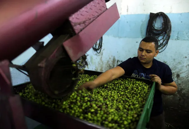 A Palestinian man sorts olives cleaned by a machine before pressing it to be made into oil at an olive press in Gaza City October 4, 2016. (Photo by Mohammed Salem/Reuters)