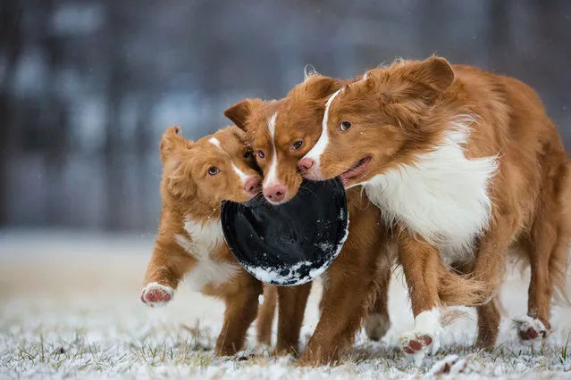 Third place, Dogs at Play. Sarah Beeston took this photo of Nova Scotia duck tolling retrievers Daffy, Taz, and Wile E playing with a frisbee in Indiana, US. (Photo by Sarah Beeson/Dog Photographer of the Year 2018)