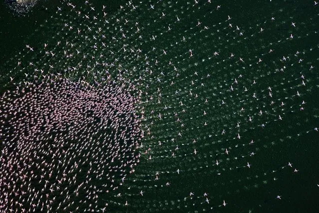 An aerial view of flamingos flying over Lake Bogoria in Kenya. (Photo by Martin Harvey/Corbis)