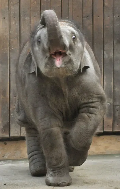 The female Asian Elephant baby will celebrate its first birthday tomorrow in the Ostrava Zoo, Czech Republic, on February 3, 2015. (Photo by Jaroslav Ozana/CTK/ZUMA Wire)