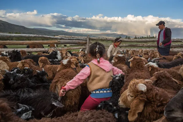 Everybody pitches in during the cattle separation, including the children in Altai Mountains, Mongolia, September 2016. Follow these nomadic families across the brutal landscape of Mongolia as they move their entire lives 150km through the mountains. Largely based in Western Mongolia, Kazakhs are a nomadic people who brave blizzards, extreme hot and cold weather and rocky mountain paths several times a year when they move between their seasonal homes.Videographer and photographer Joel Santos ventured to Mongolia’s Altai mountain range twice to shadow families – who have never let an outsider into their camps – as they made the breathtaking journey between seasonal homes. (Photo by Joel Santos/Barcroft Images)