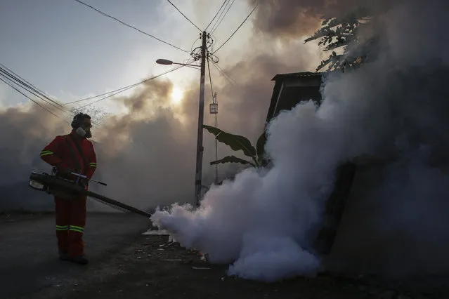 A health worker sprays an area to prevent dengue fever infections in Segambut, a suburb of Kuala Lumpur, Malaysia, 12 January 2016. Statistic provided by the National Crisis Preparedness and Response Centre (CPRC), indicates that a total of 2,404 dengue cases have been recorded nationwide from 03 to 07 January. With the hot weather, the life cycle of Aedes mosquitoes, from eggs to adulthood will be shortened to seven days and this will increase the mosquito population during the period," Health director-general Dr Noor Hisham Abdullah said in a press statement on 11 January. (Photo by Fazry Ismail/EPA)