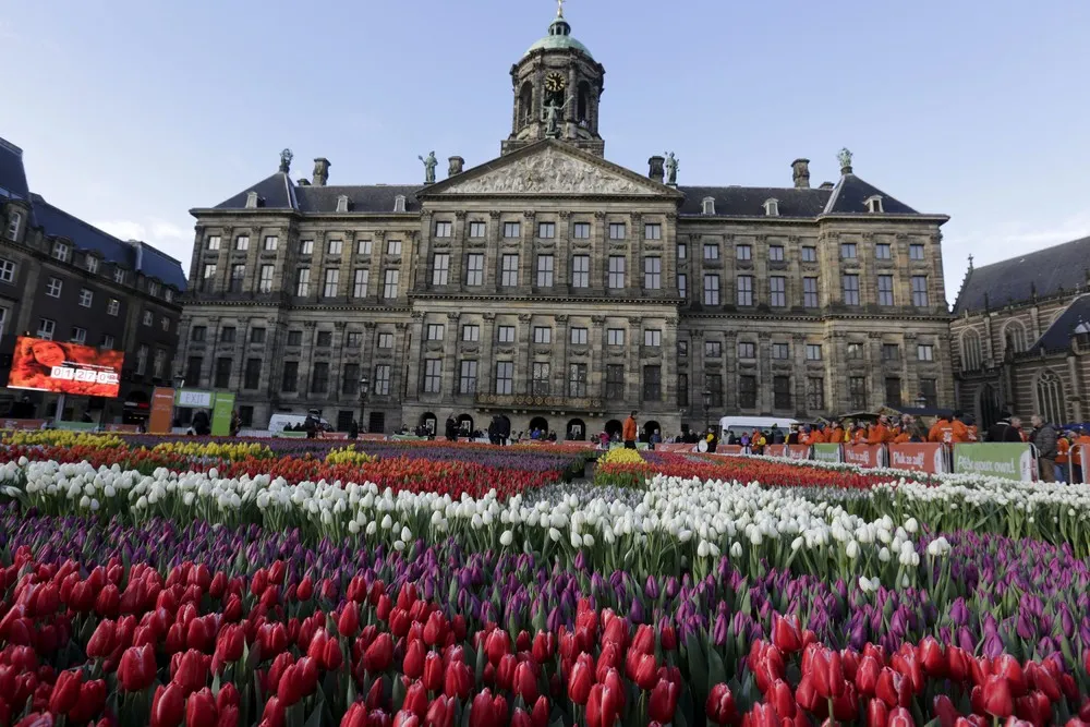 National Tulip Day in Amsterdam