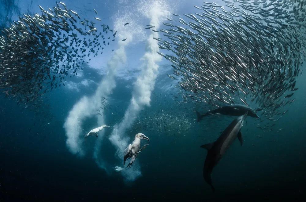 National Geographic Nature Photographer of the Year 2016