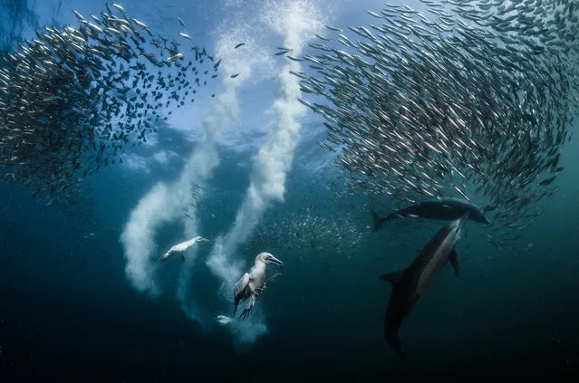 Greg Lecoeur took the grand prize and first place in the action category with this shot of the sardine migration along the wild coast of South Africa. (Photo by Greg Lecoeur/2016 National Geographic Nature Photographer of the Year)