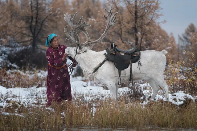 Purev gives her snow white reindeer a stroke next to the lake in Altai Mountains, Mongolia, September 2016. (Photo by Joel Santos/Barcroft Images)