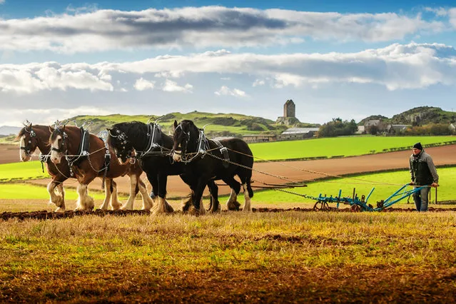 This weekend, October 28, 2018 sees the 56th Scottish Ploughing Championships take to the fields near Kelso in the Scottish Borders. Image shows shire horses and clydesdale hores working ploughing furrows in the fields near Smailholm Tower, in the Kelso area of the Scottish Borders. The man holding the plough is Martin Kerswell. (Photo by Phil Wilkinson Photography)