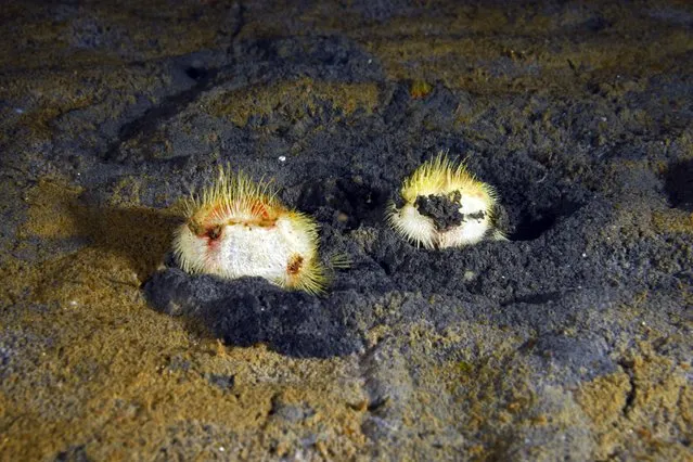 A view of Brissopsis lyrifera, species of sea urchins of the Family Brissidae, are seen above the seabed in Gulf of Izmit in Kocaeli, Turkiye on September 5, 2022. They are fighting for survival as they leave their natural habitat and rise above the seafloor. (Photo by Tahsin Ceylan/Anadolu Agency via Getty Images)