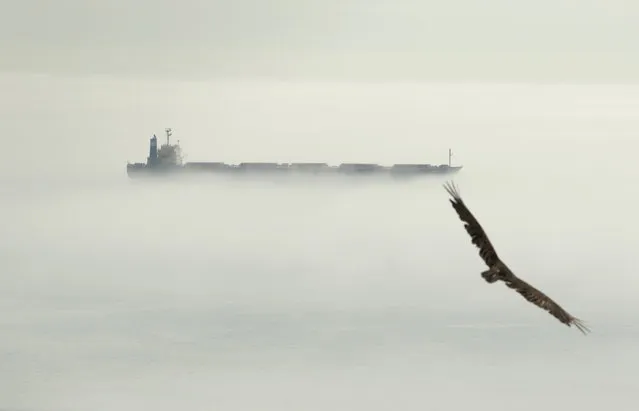A turkey vulture soars overhead as a freighter navigates the morning fog through Royal Bay in Colwood, British Columbia, Wednesday, May 17, 2023. (Photo by Chad Hipolito/The Canadian Press via AP Photo)