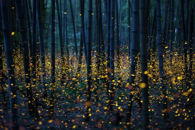 The fireflies typically light up at evening, and they can control their light by flashing it in patterns – saving energy and communicating with each other, Japan, June 2016. Thousands of dancing fireflies in Japan create an enchanted forest. Photographer Kei Nomiyama, 37, has visited the Japanese island Shikoku every year since 2012 to capture the mesmerising images of thousands of fireflies glowing in the forest. Fireflies produce a “cold light” from their bodies, which is a chemically produced light that can shine bright yellow, green, or red. The light is created due to a type of chemical reaction called “bioluminescence”, and was originally believed to be used for warning purposes, but now its main purpose is thought to be used in mate selection. (Photo by Kei Nomiyama/Barcroft Images)