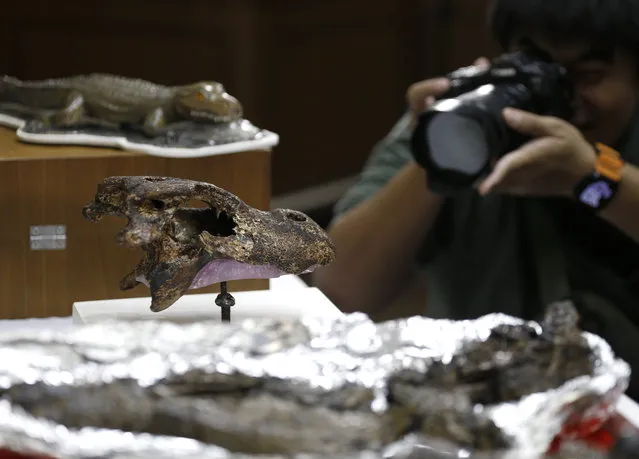 The fossil of a new ancient alligator species, “Alligator Munensis”, during a press conference at the Mineral Resources Department in Bangkok, Thailand, 18 October 2023. The new species Alligator Munensis' fossil was discovered in April 2005 in Nakhon Ratchasima province of Thailand and is at most 230,000 years old. (Photo by Narong Sangnak/EPA)