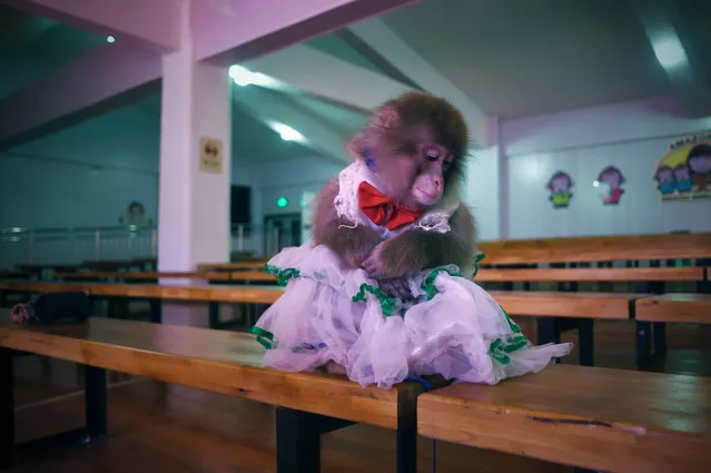 This picture taken on January 26, 2016 shows a monkey sitting on a bench during rehearsal at a monkey training school in a zoo in Dongying, eastern China's Shandong province. Shows featuring performing simians, popular in China and throughout Asia, are expecting a boost in the Lunar New Year of the monkey, which begins on February 8. But they are facing a growing backlash from Chinese people concerned about animal welfare. (Photo by Wang Zhao/AFP Photo)