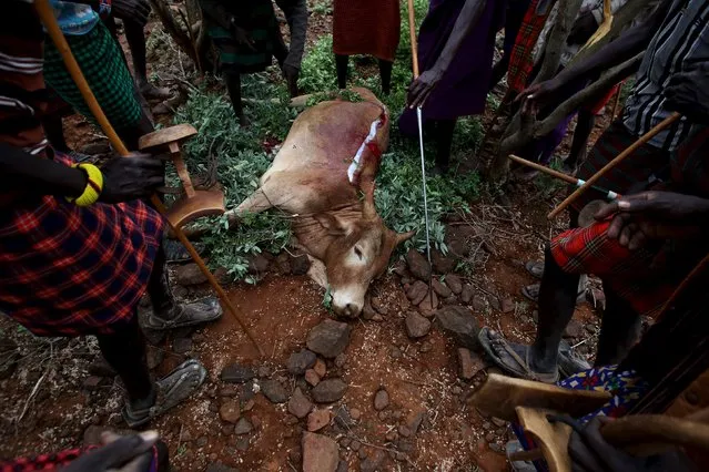 Pokot men surround the carcass of a bull speared by a young man during an initiation ceremony in Baringo County, Kenya, January 20, 2016. (Photo by Siegfried Modola/Reuters)