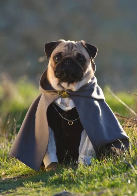 Bono sports one of the pooch's Lord Of The Rings costumes . (Photo by Phillip Lauer/Barcroft Media)