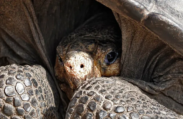 A specimen of the giant Galapagos tortoise Chelonoidis phantasticus, thought to have gone extint about a century ago, is seen at the Galapagos National Park on Santa Cruz Island in the Galapagos Archipelago, in the Pacific Ocean 1000 km off the coast of Ecuador, on February 19, 2019. The adult female was found earlier in the day during an expedition in Fernandina Island, in the Galapagos, Ecuadorean Environment Minister Marcelo Mata announcement on Tuesday. (Photo by Rodrigo Buendía/AFP Photo)