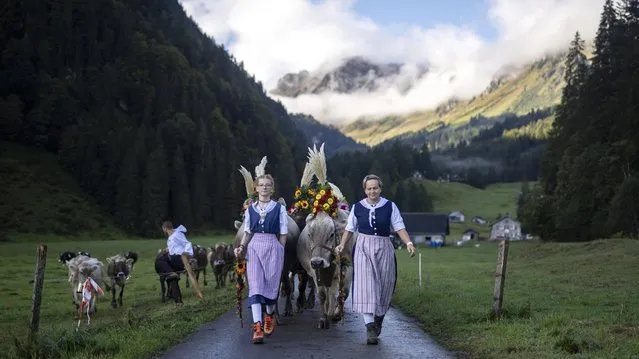 Cattle is driven from the “Oberseealp” to the valley floor after spending the summer in the mountains, pictured on Thursday, September 30, 2021, in Naefels, Switzerland. (Photo by Gian Ehrenzeller/Keystone)