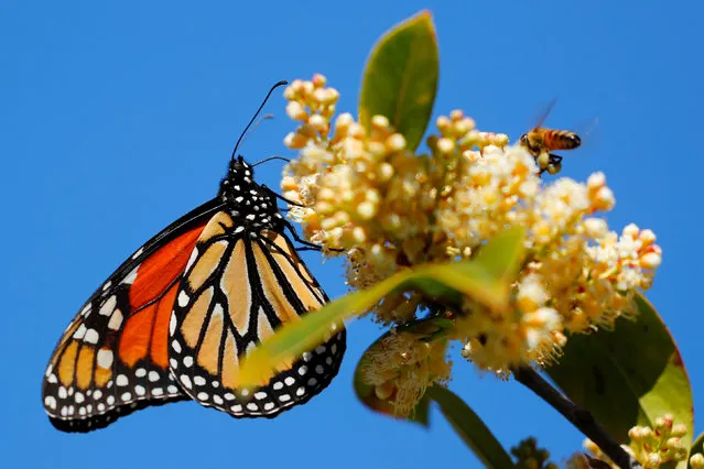 A monarch butterfly encounters a bee as it flies with a swarm of painted lady butterflies making their way north from Mexico in Encinitas, California, U.S., March 14, 2019. (Photo by Mike Blake/Reuters)