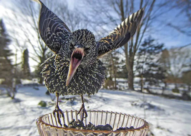 A starling jealously guards a seed station in the back garden of the photographer’s Michigan home in January 2024. (Photo by Lisa Cavanary/Solent News)
