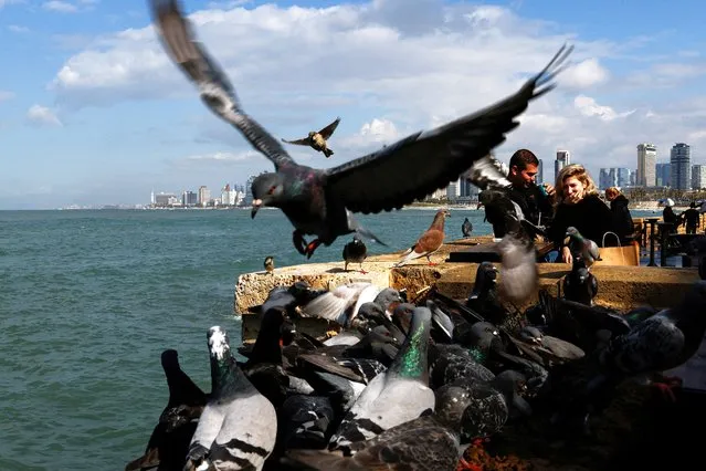 Pigeons flutter beside people resting at the seaside in Tel Aviv, Israel on January 28, 2024. (Photo by Tyrone Siu/Reuters)