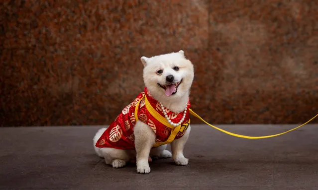 A dog wearing a costume looks on during the first day of the Lunar New Year of the Dragon, in Binondo, the Chinatown of Manila, Philippines, on February 10, 2024. (Photo by Eloisa Lopez/Reuters)