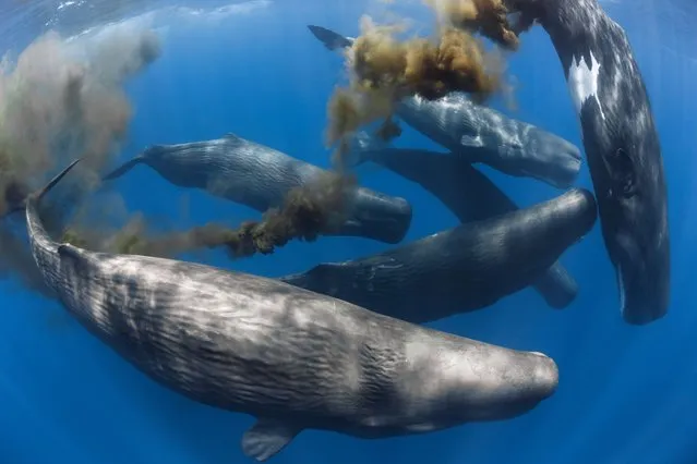A group of female sperm whales with one defecating (Sri Lanka, Indian Ocean). The whale pictured defecating here is about 12m in length. She is an adult female sperm whale (Physeter macrocephalus) swimming along with several other members of her social unit. Consider the whale’s size, and you can imagine how substantial that plume is. Whale poo is loaded with nutrients that are otherwise scarce at the ocean surface. As the whale dives and eats, surfaces and poops, she cycles nutrients from the depths of the oceans to the surface of the sea, fertilising the ocean. (Photo by Tony Wu/naturepl.com/LDY Agency)