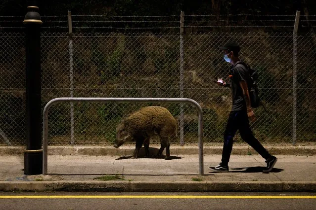 A man walks past a wild boar after the government announced they would catch and cull all wild boar found in the urban areas, in Hong Kong, China on November 17, 2021. (Photo by Tyrone Siu/Reuters)