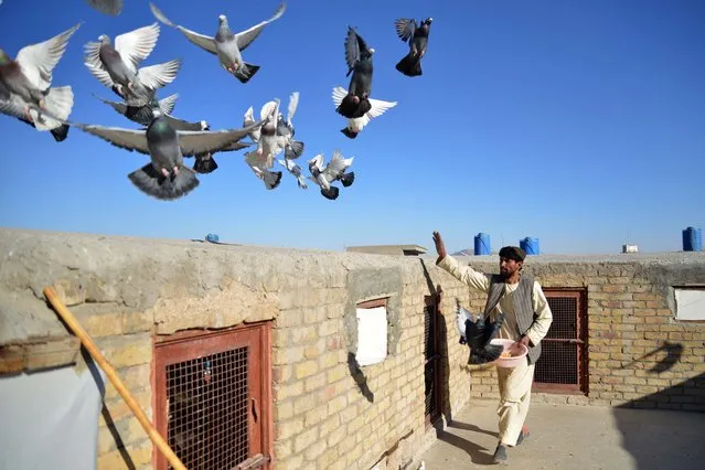 An Afghan man feeds his pigeons on the outskirts of Kandahar on March 4, 2024. (Photo by Sanaullah Seiam/AFP Photo)