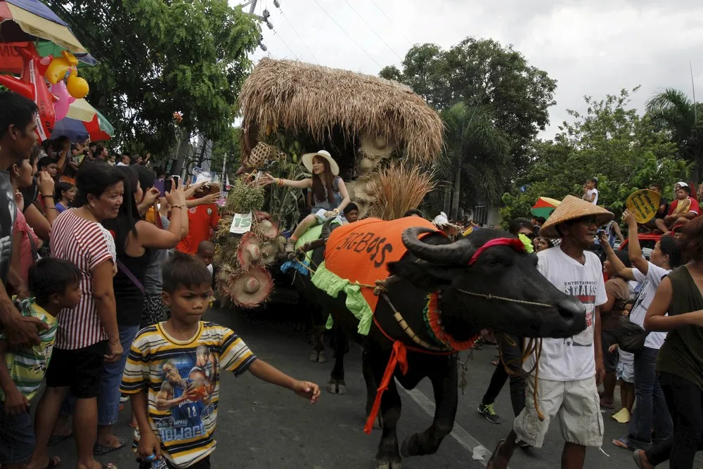 Carabao Festival in Northern Philippines