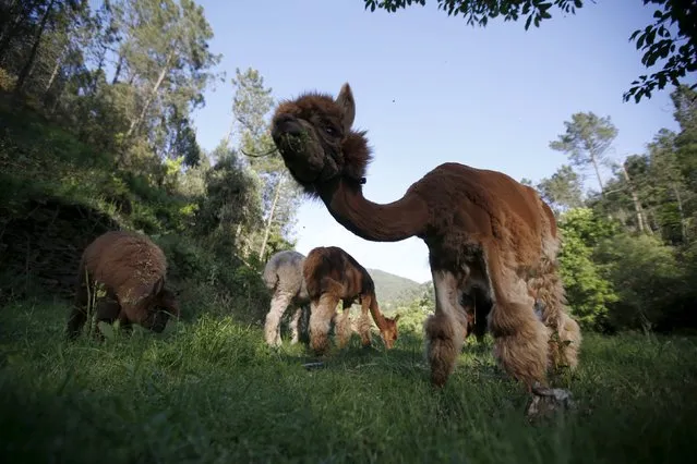 Alpacas of Lisa Vella-Gatt (not pictured) graze at her farm near Benfeita, Portugal May 11, 2015. (Photo by Rafael Marchante/Reuters)