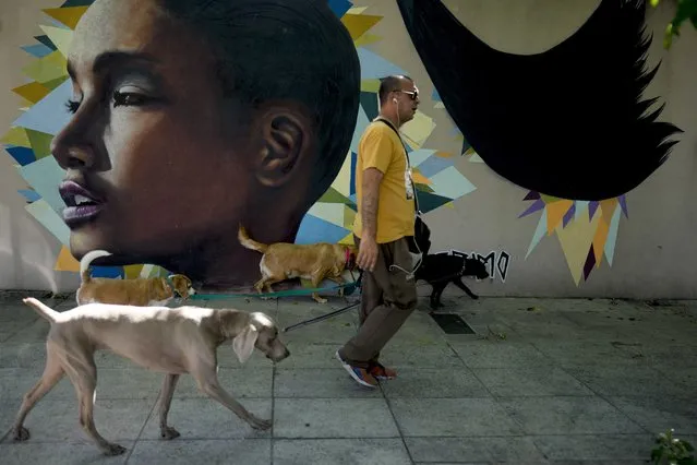 A man walks dogs past a mural of a young Afro-Argentine by Nicolas Germani y Sasha Reisin, who are collectively known as Primo, in Buenos Aires, Argentina, Thursday, November 11, 2021. (Photo by Natacha Pisarenko/AP Photo)