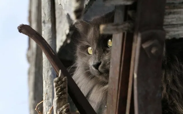Sygmond The Grey Majestic Cat