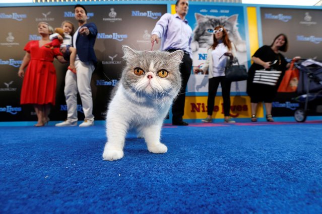 A cat named Fergie stands on the carpet at the film premiere of “Nine Lives” at the TCL Chinese theatre in Hollywood, California on August 1, 2016. (Photo by Mario Anzuoni/Reuters)
