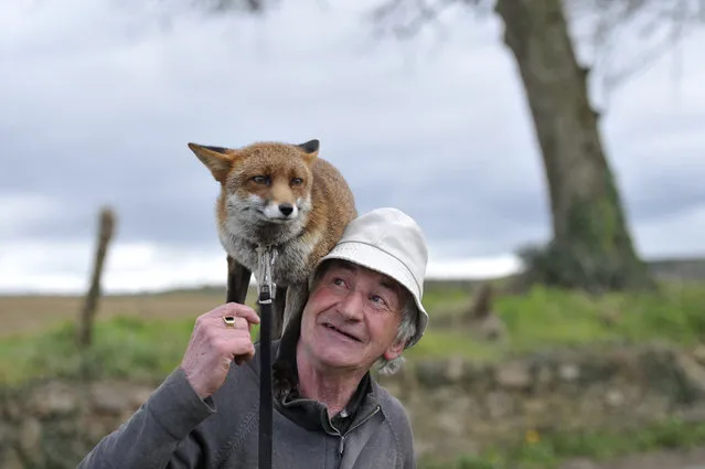 Patsy Gibbons takes his two rescue foxes, Grainne and Minnie (unseen), for a walk in Kilkenny, Ireland April 25, 2016. (Photo by Clodagh Kilcoyne/Reuters)